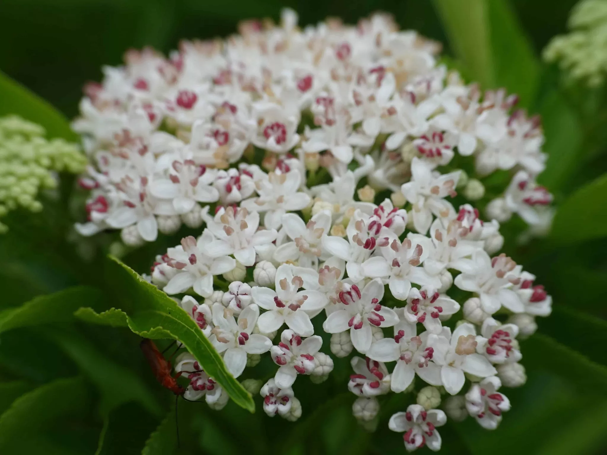 Flore des rives de l'Indre