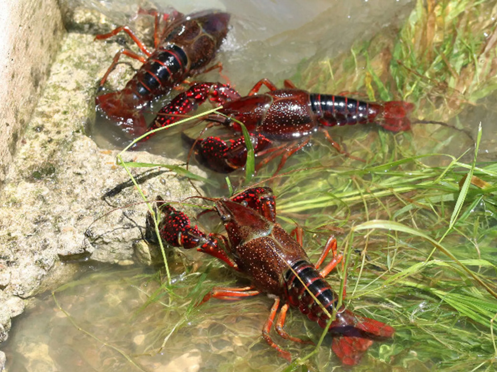 Commercialisation de l’écrevisse de Louisiane : un projet mal conçu, sans concertation