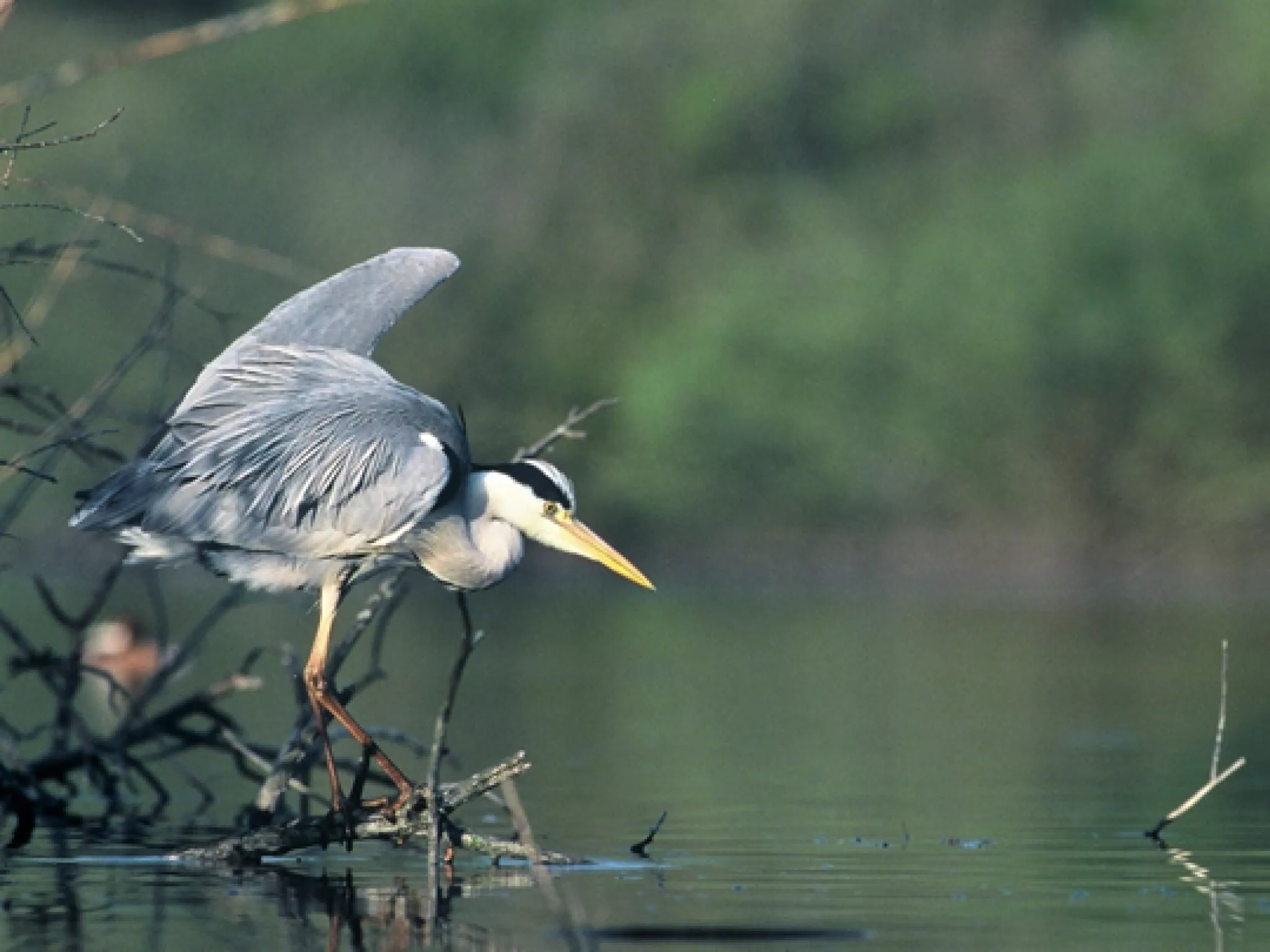 oiseau d'eau