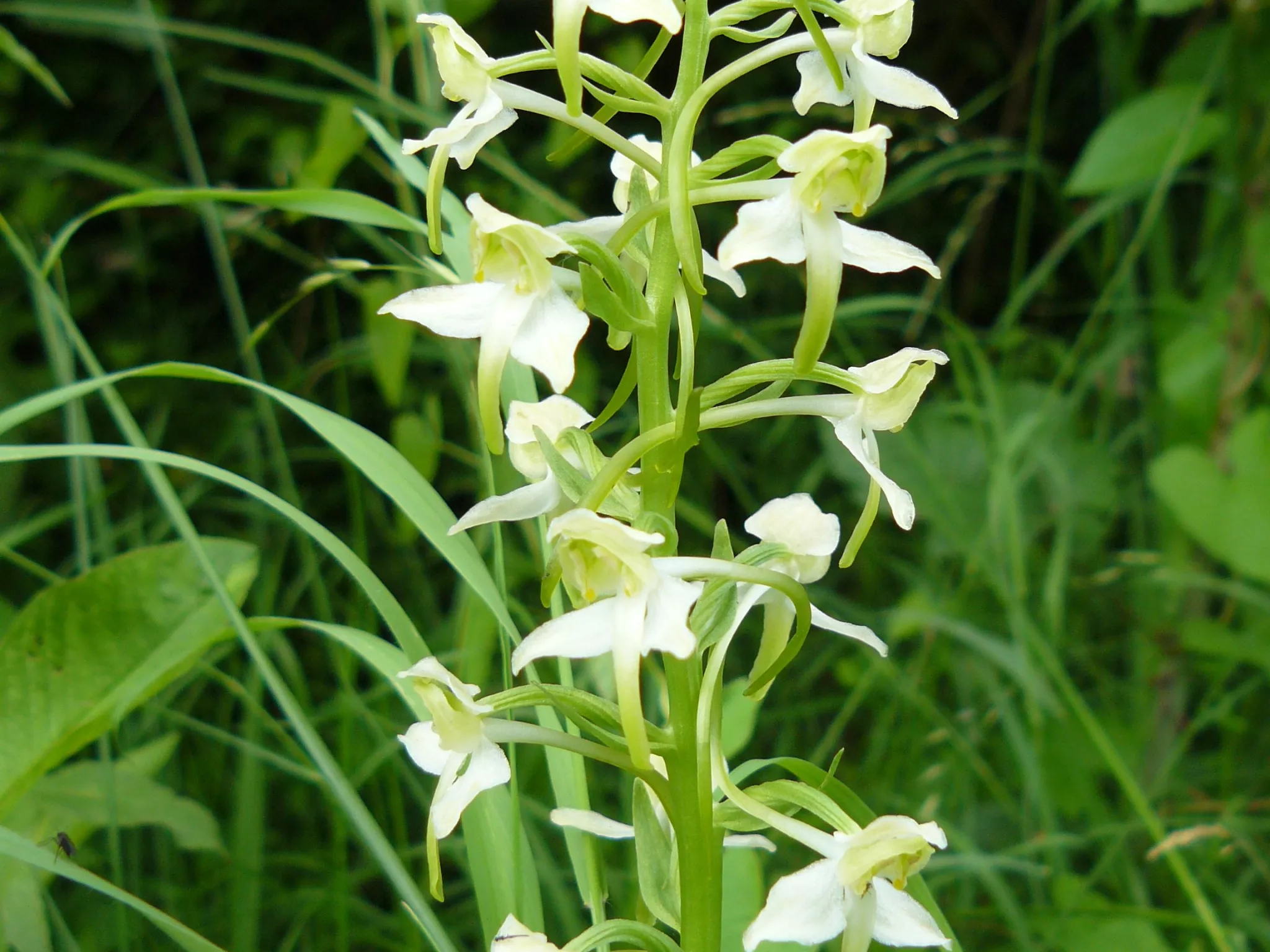 Etudier les orchidées en vallée du Suin