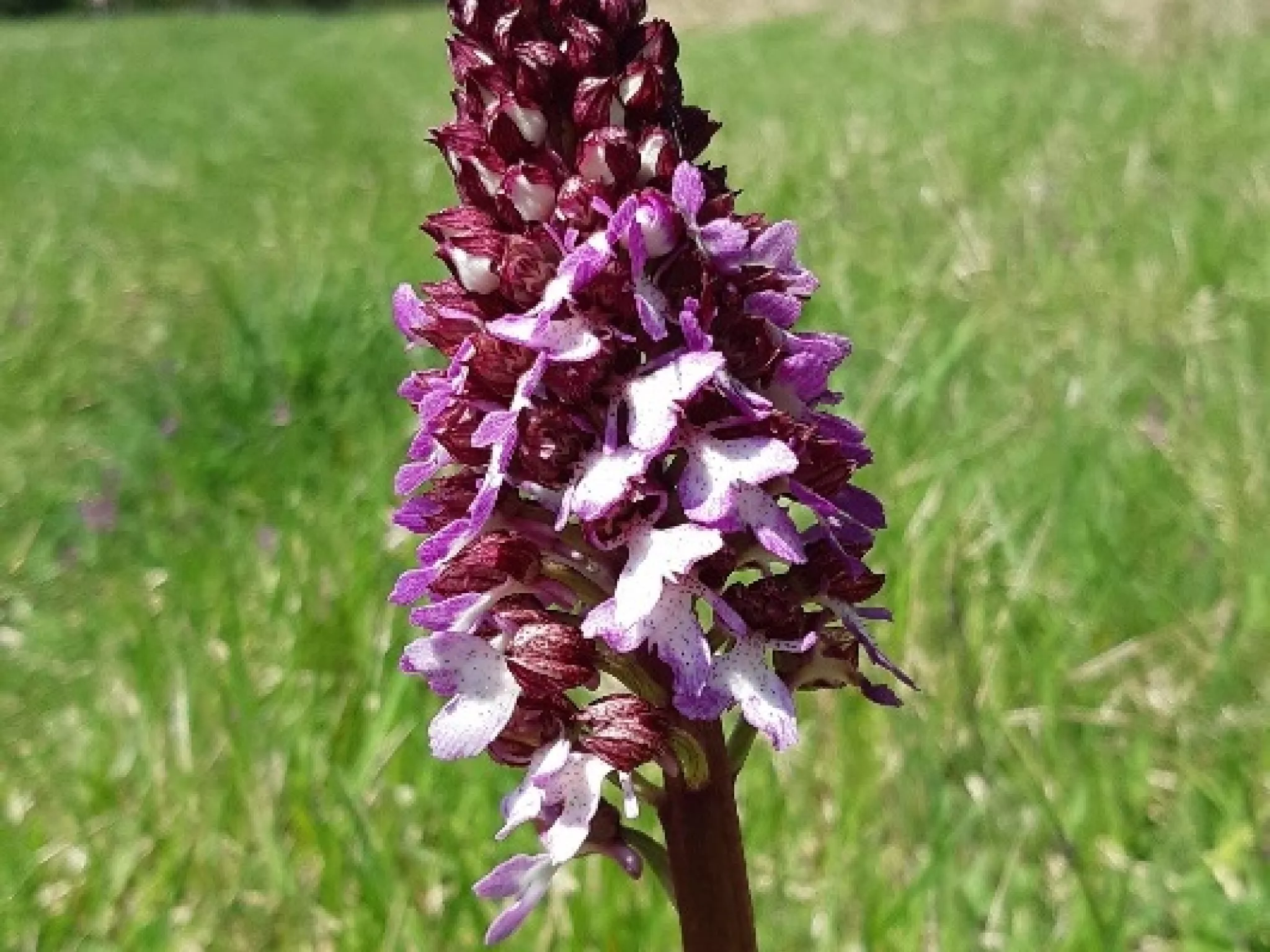 Explorer la falaises aux orchidées