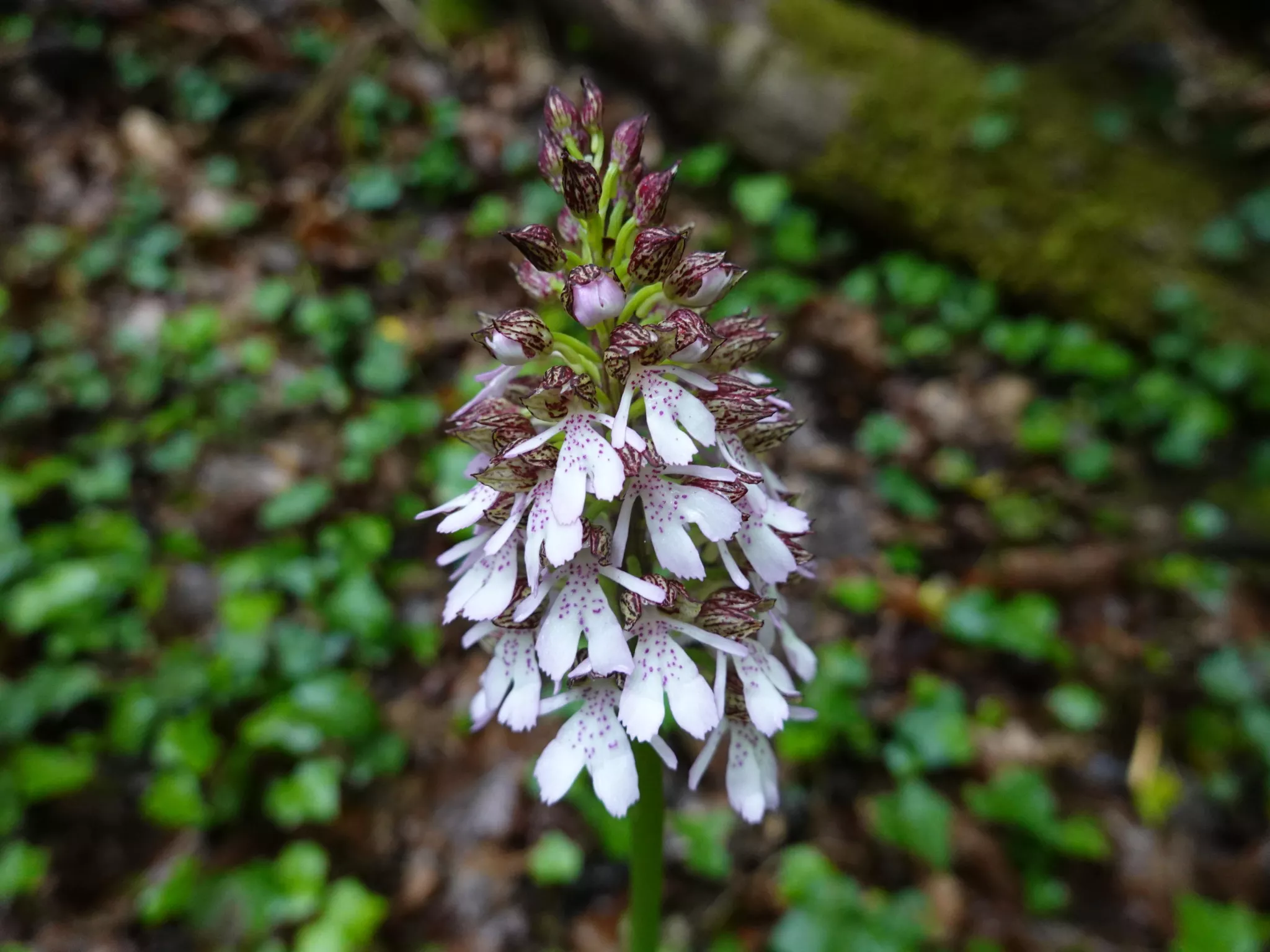 Admirer les orchidées sauvages du Boischaut nord