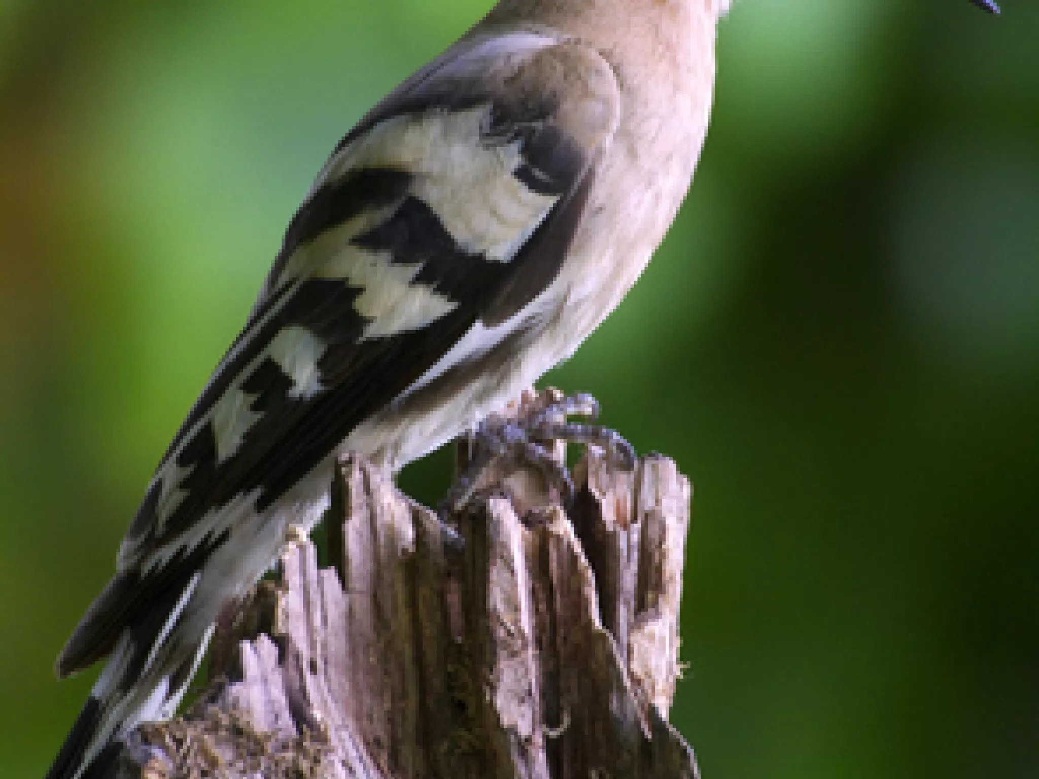 Connaître la flore et la faune du bocage