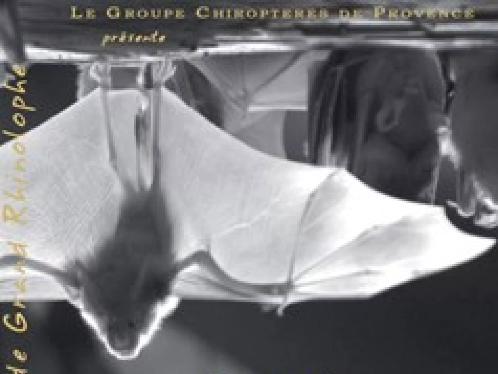 A la découverte des chauves-souris