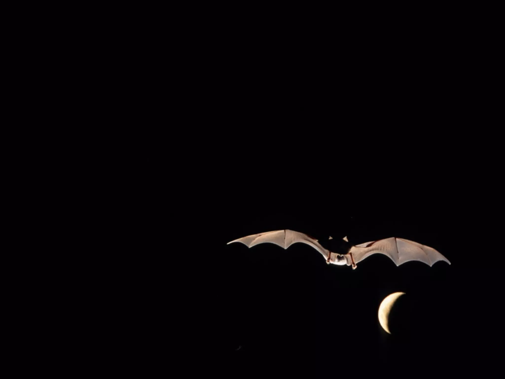 nuit chauve-souris