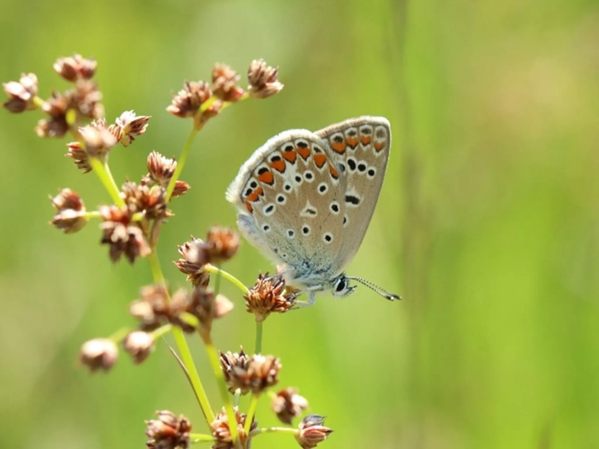 papillon