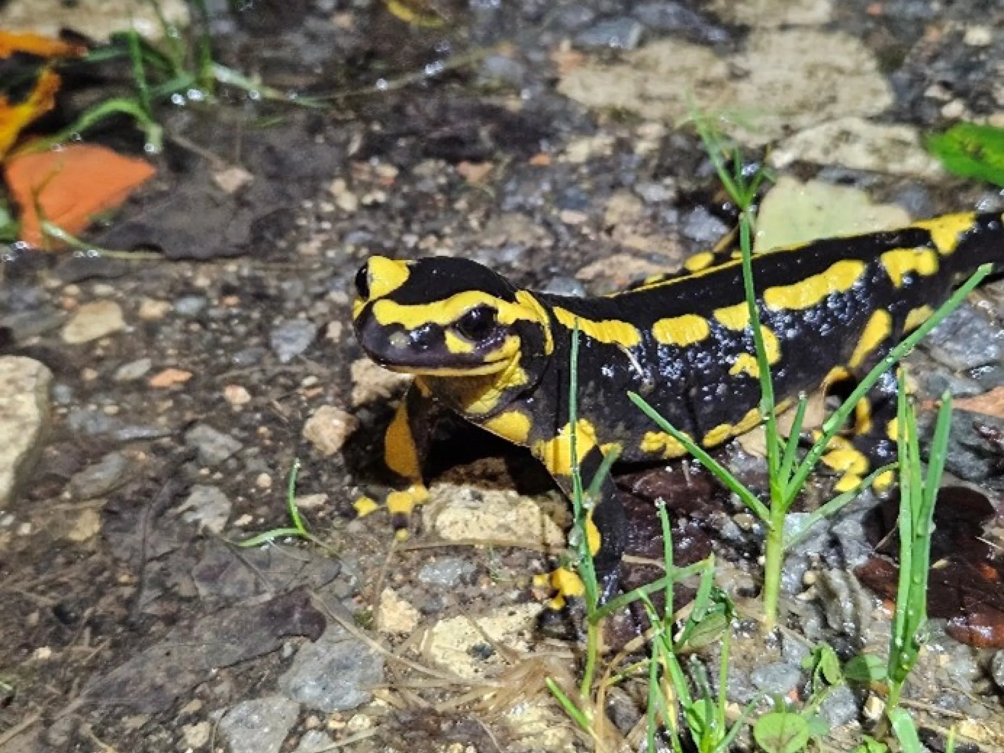 Salamandra