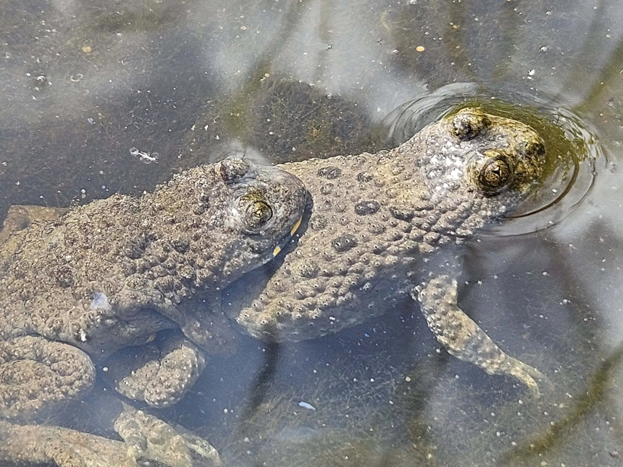 Photo amphibiens