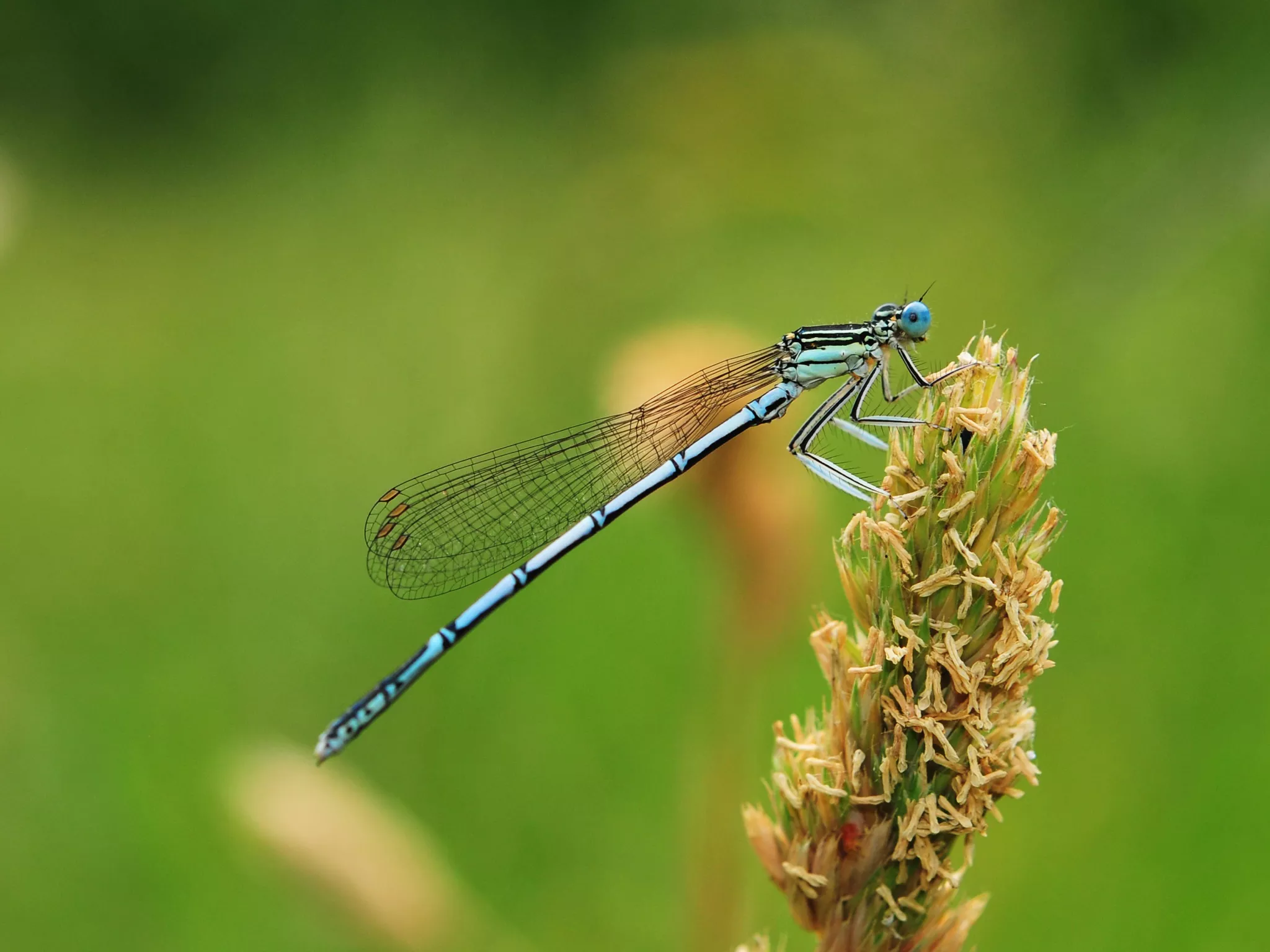 Platycnemic pennipes