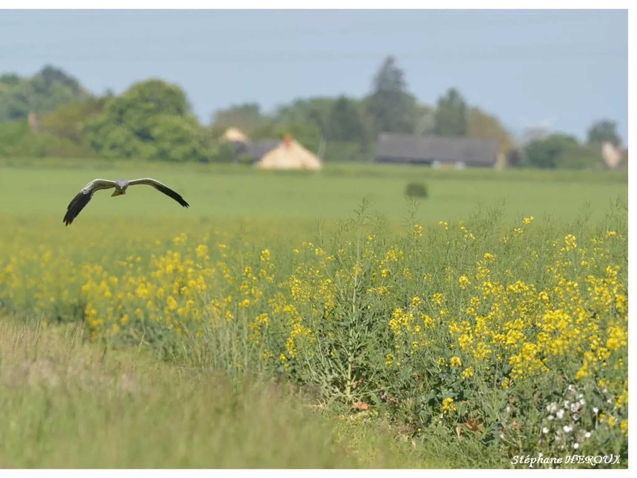 Conférence oiseaux de plaine