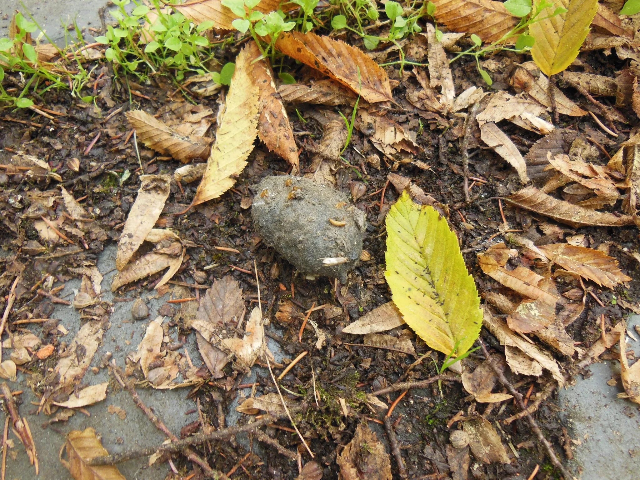 Recherche de pelotes à Veuil