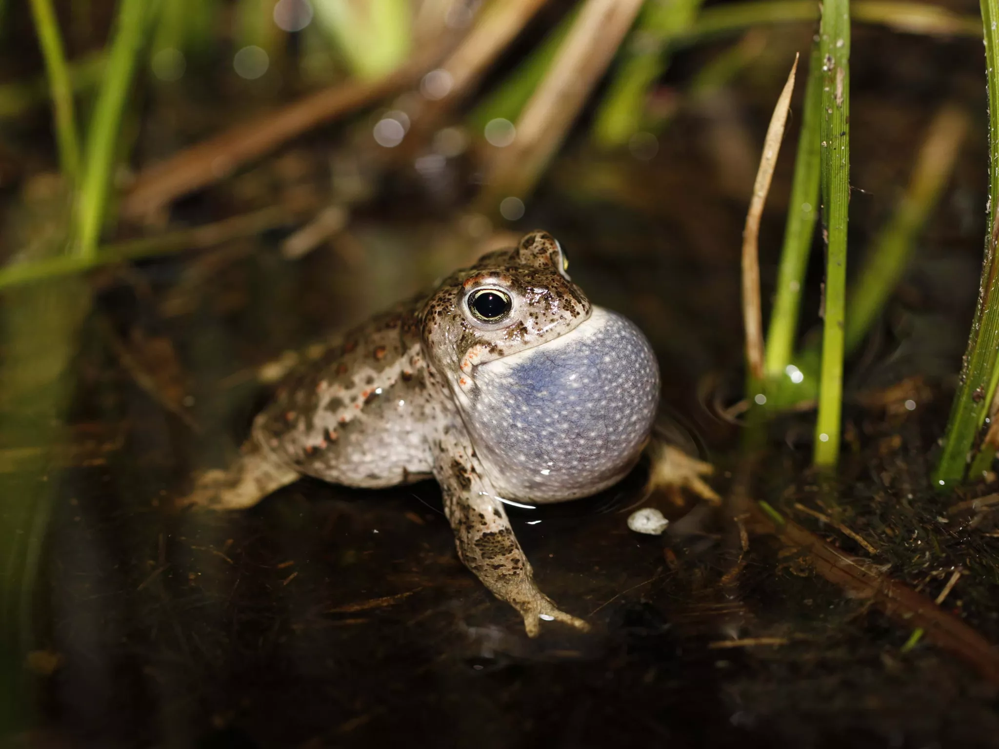 amphibiens IN