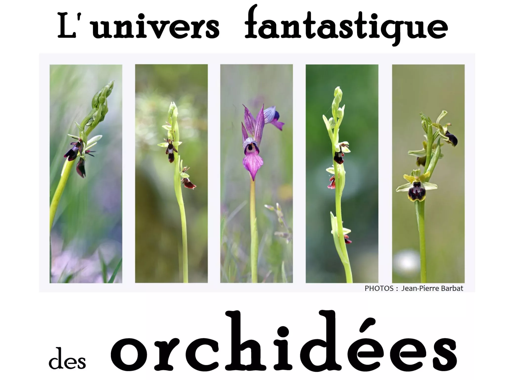 expo orchidées 2025