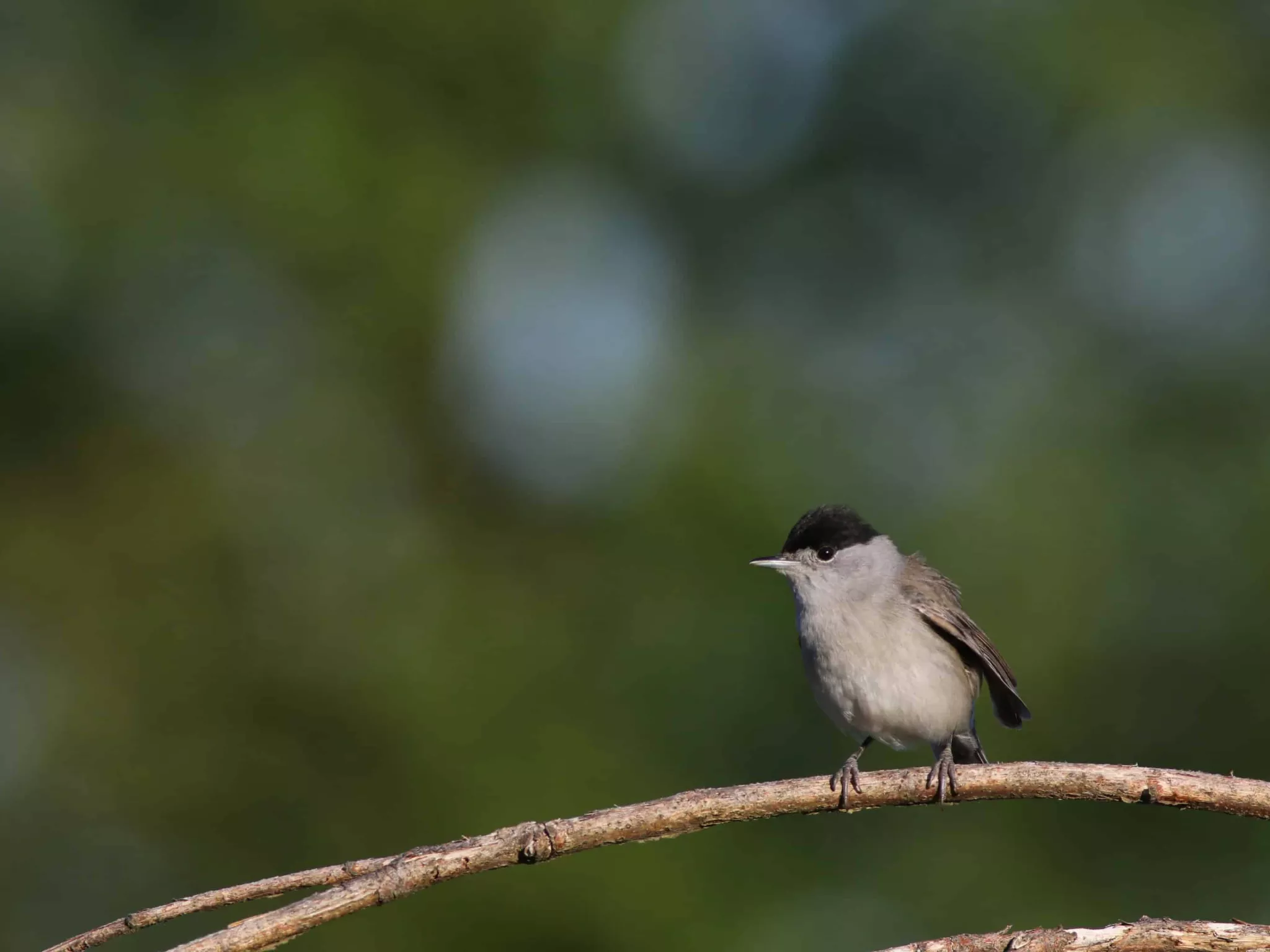 Photo oiseaux bocage berrichon