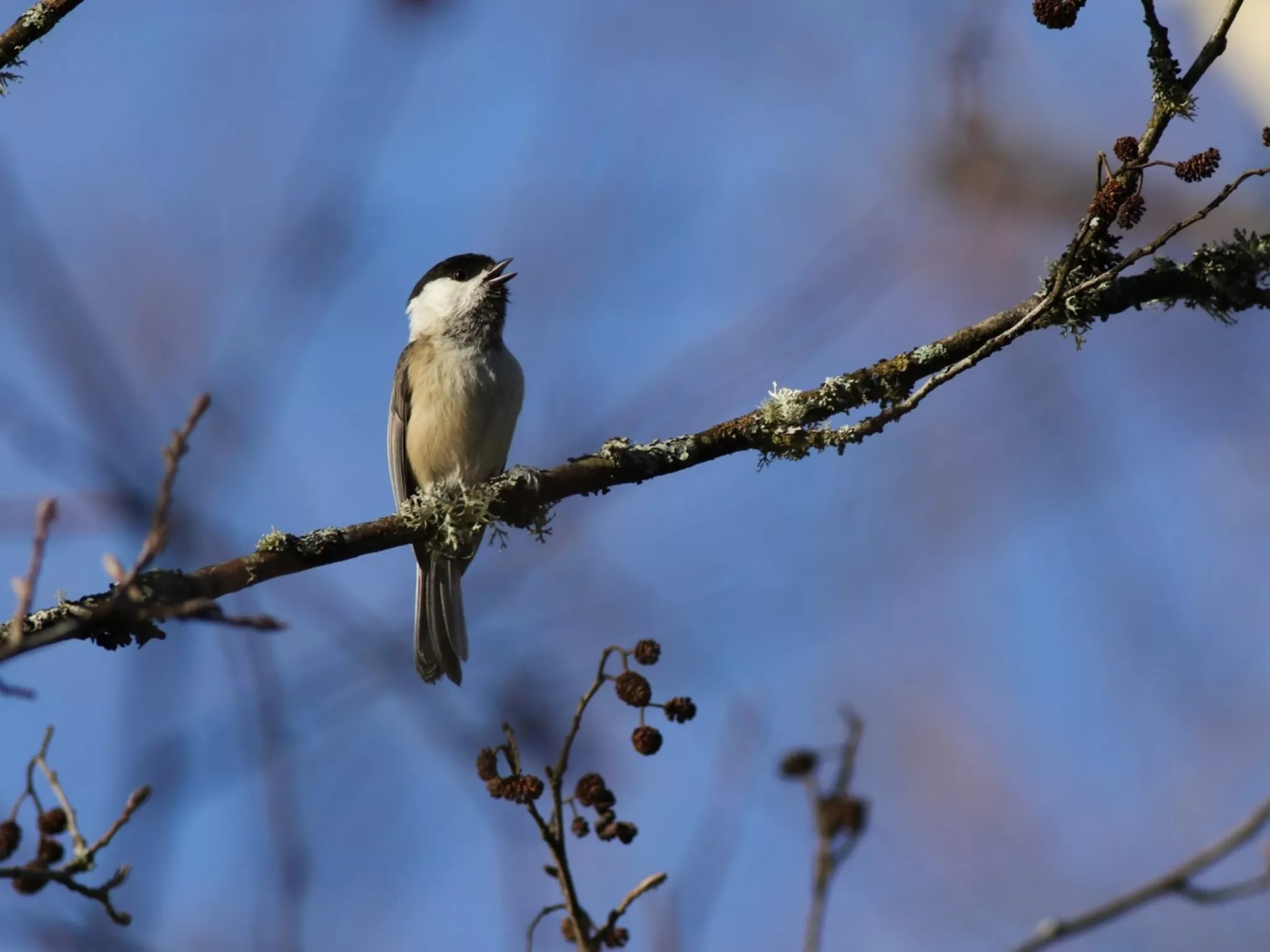 Conférence : évolution de l’avifaune Indre Nature