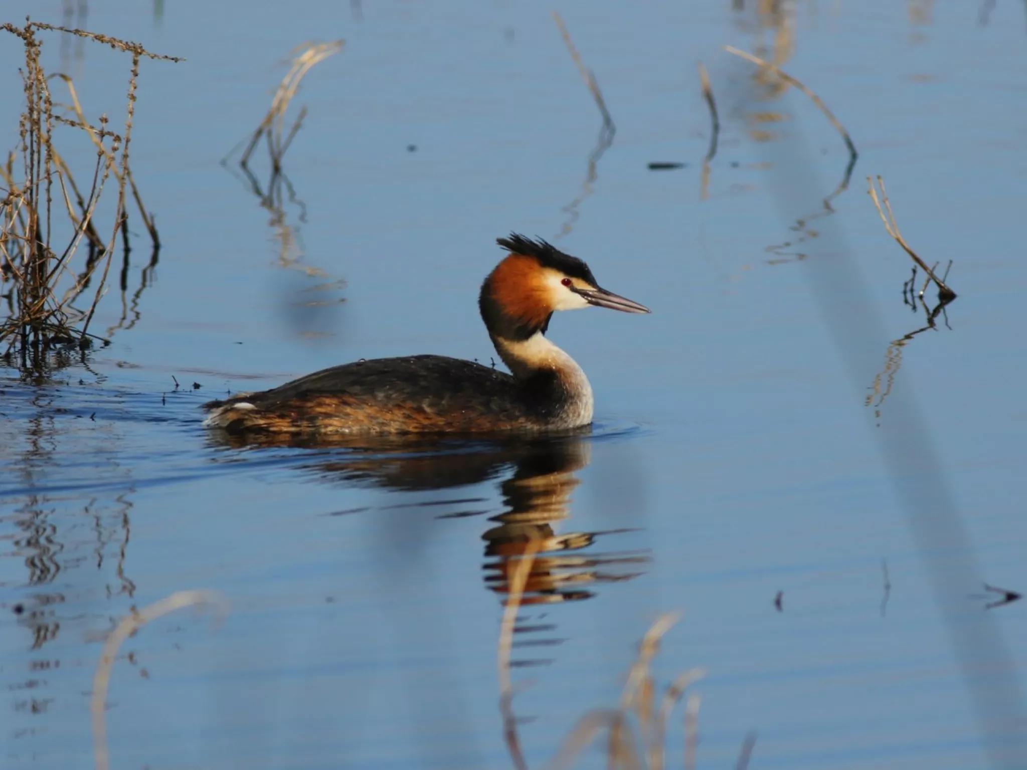 À la découverte des oiseaux d’eau