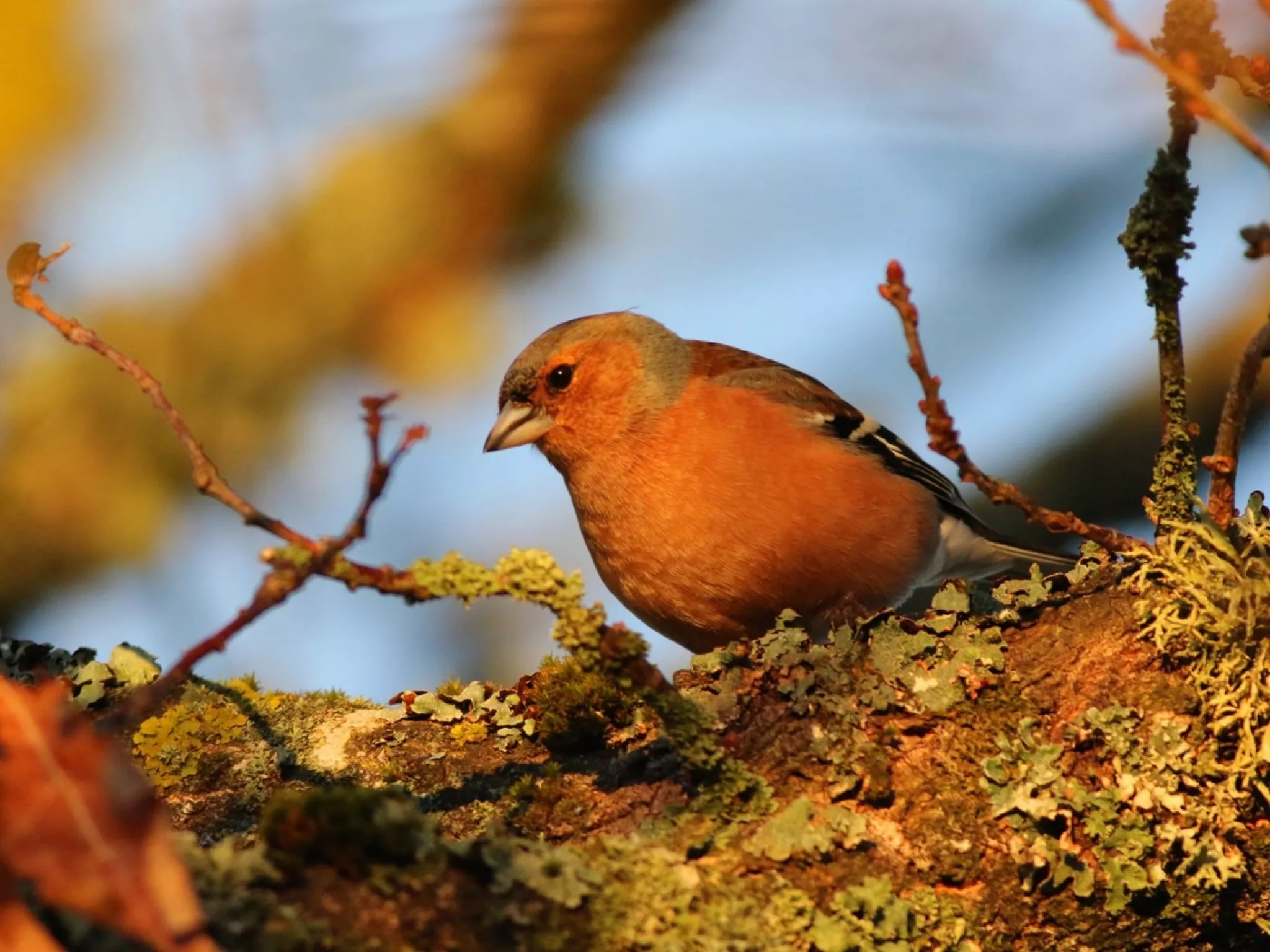 Conférence : La séduction chez les oiseaux, fonction du chant et du plumage