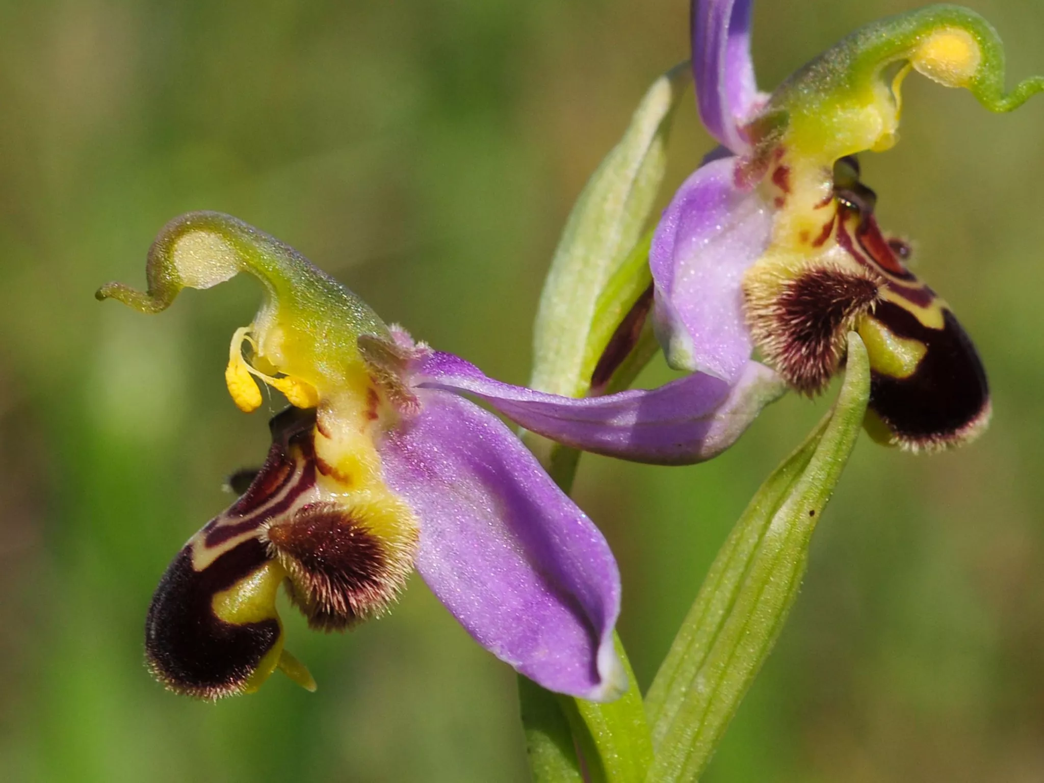 Orchidées de l'Indre