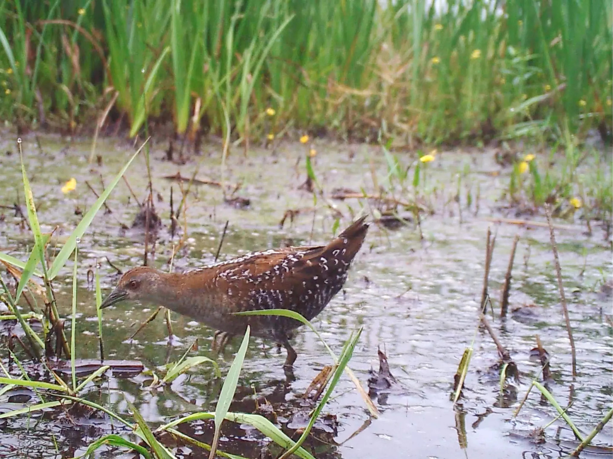 Marouette de Baillon adulte à Mézières-en-Brenne en juillet 2024