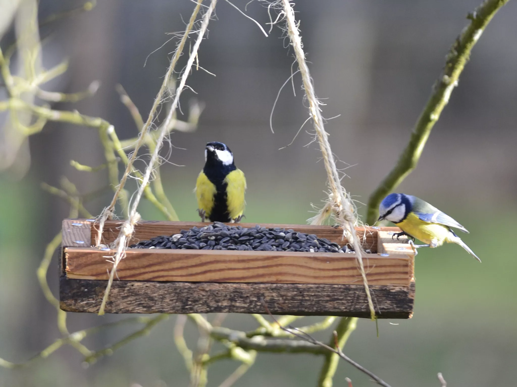 Aidez les oiseaux cet hiver ! 