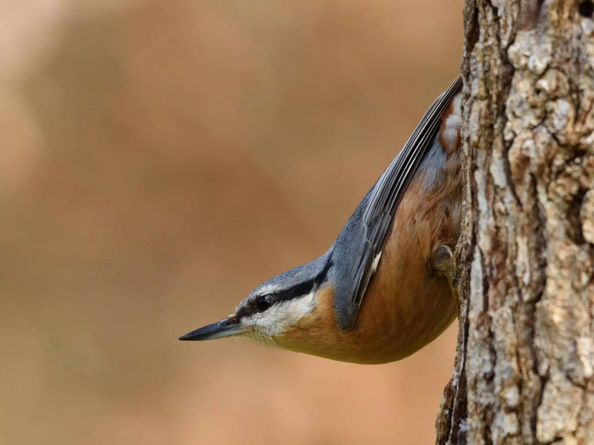 Photo oiseaux forestiers