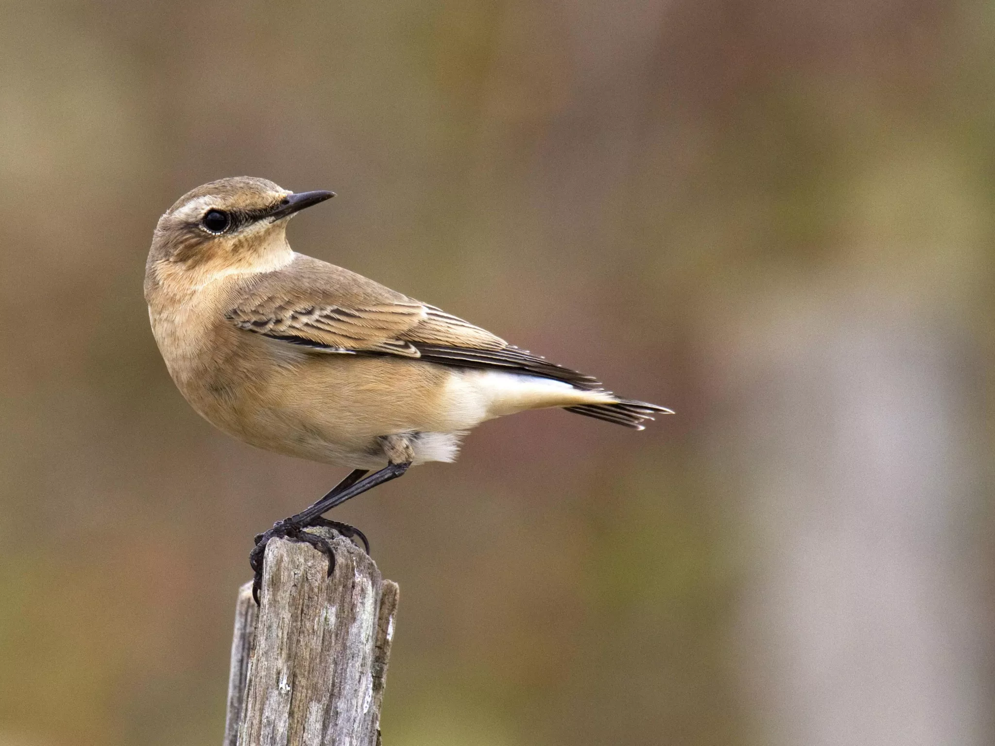 oiseaux plateau Montlevicq