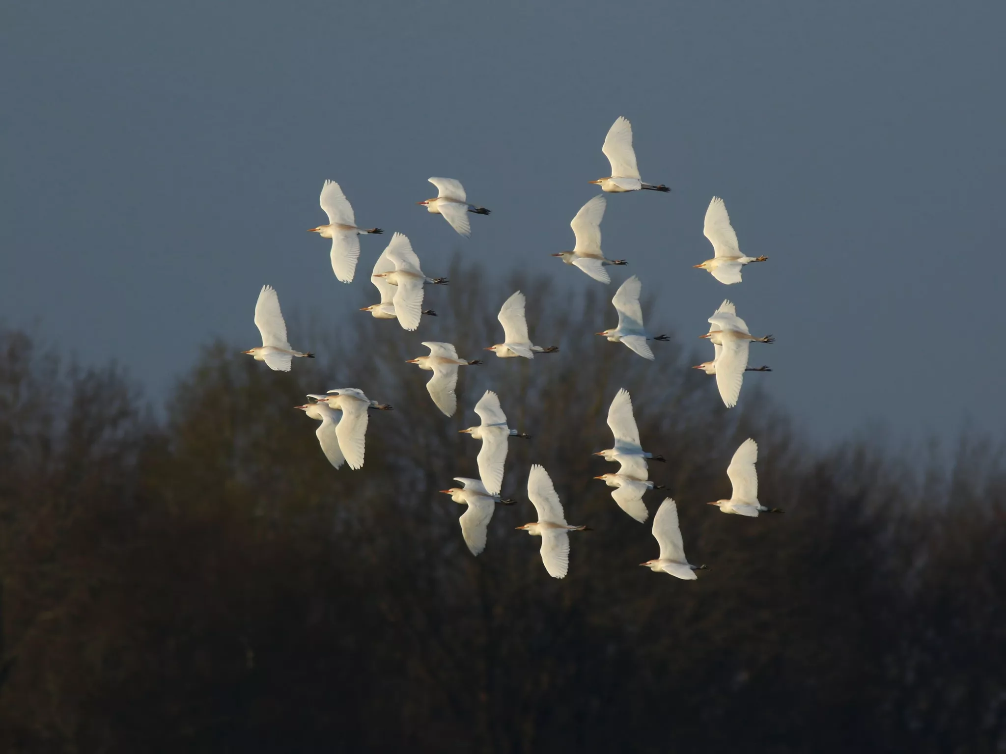 Conférence : Suivi et évolution des populations d’oiseaux