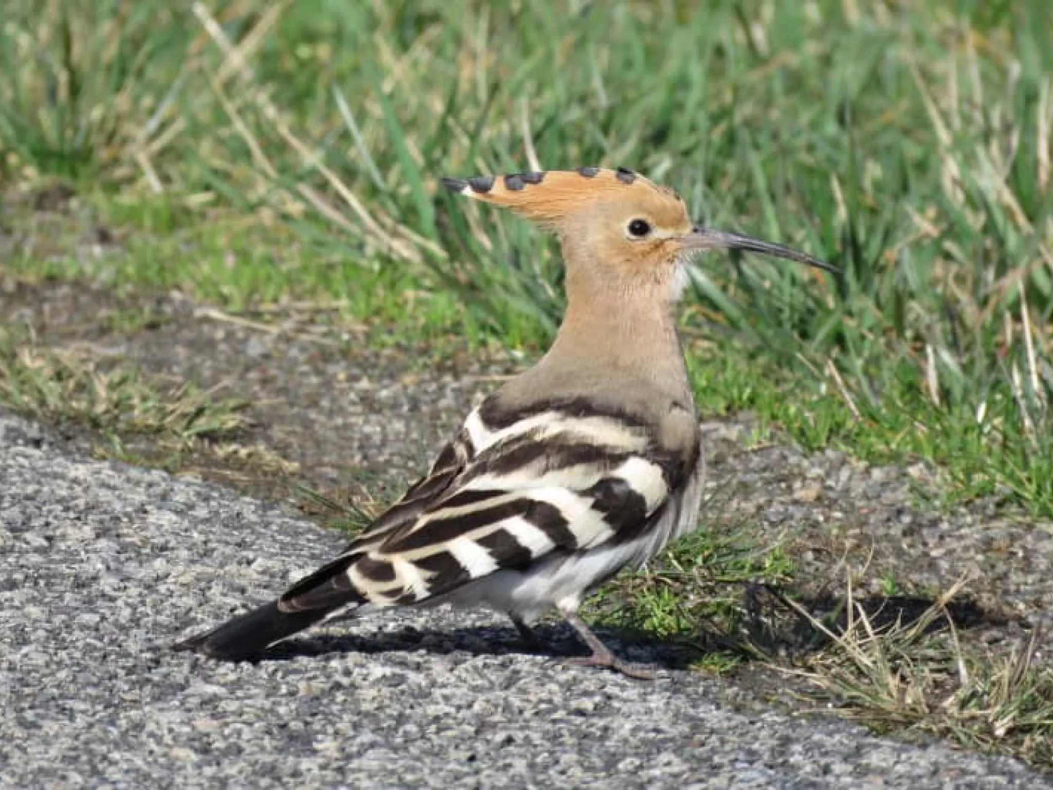 oiseaux indre