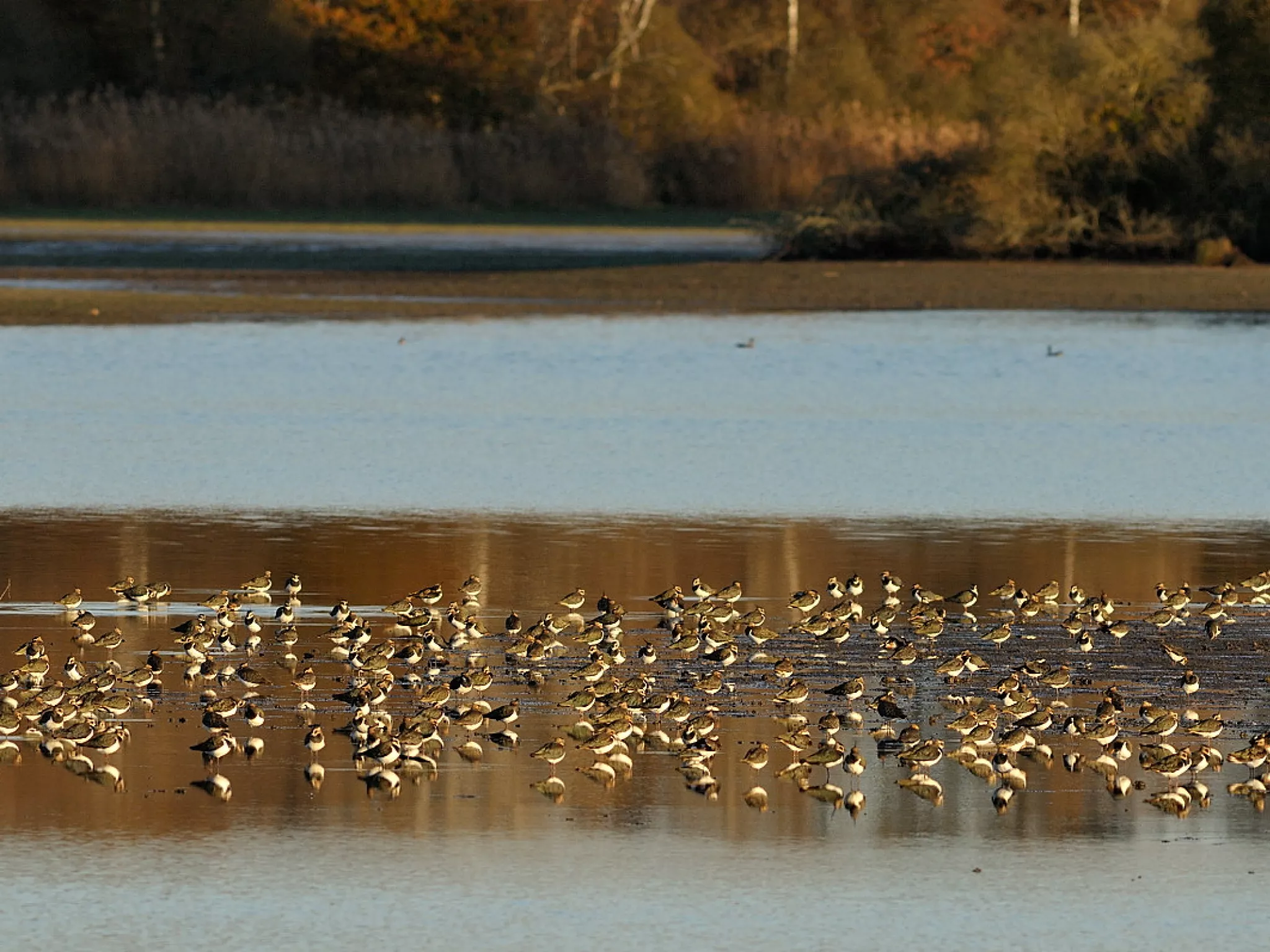 Oiseaux d’eau