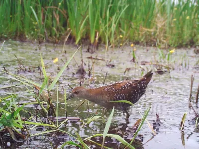 Marouette de Baillon adulte à Mézières-en-Brenne en juillet 2024