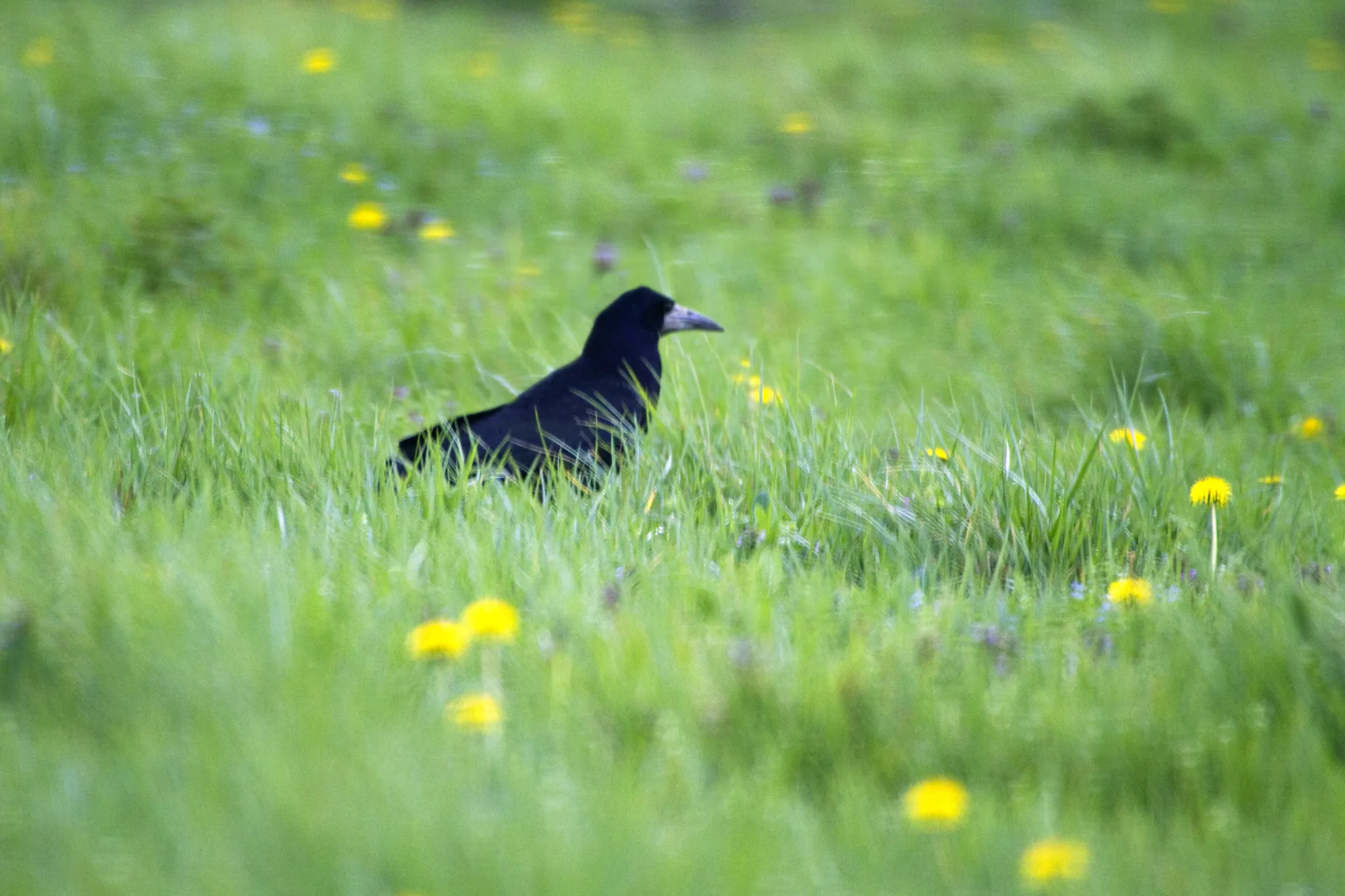 corbeau